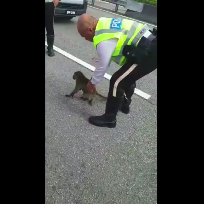 Salut, Polisi Malaysia Ini Selamatkan Monyet yang Terluka