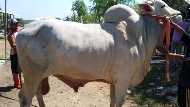 sapi jokowi