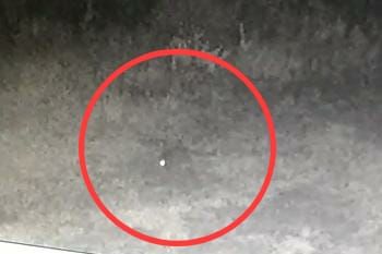 Screenshot CCTV diduga hewan penyerang ternak di Taput (dok. Istimewa)