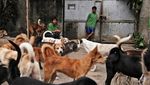 Ini Susana Somali, Si Pelindung Ribuan Anjing Terlantar di Ibu Kota