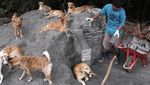 Ini Susana Somali, Si Pelindung Ribuan Anjing Terlantar di Ibu Kota