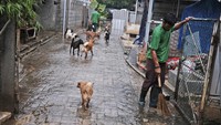 Anjing-anjing tersebut kerap berkeliaran di area sekitar tempat penampungan. Sementara untuk ras yang lebih besar seperti pitbulls dan rottweilers dikandangkan guna mengantisipasi hal-hal yang tak diinginkan.