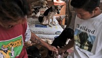 Pandemi COVID-19 turut berdampak pada upaya Susana menyelamatkan anjing-anjing terlantar tersebut. Terlebih menurut Susana ada sedikit kemungkinan sebagian besar anjing-anjing tersebut akan diadopsi.