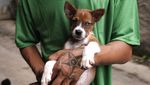 Ini Susana Somali, Si Pelindung Ribuan Anjing Terlantar di Ibu Kota
