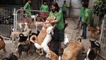 Ini Susana Somali, Si Pelindung Ribuan Anjing Terlantar di Ibu Kota