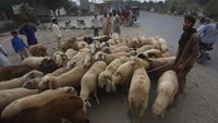 Seperti di Pakistan, pasar hewan kurban selalu ramai dengan hilir mudik transaksi jual beli. AP Photo/K.M. Chaudary  