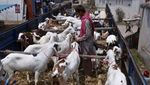 Kesibukan Pasar Hewan Pakistan Jelang Idul Adha di Tengah Pandemi