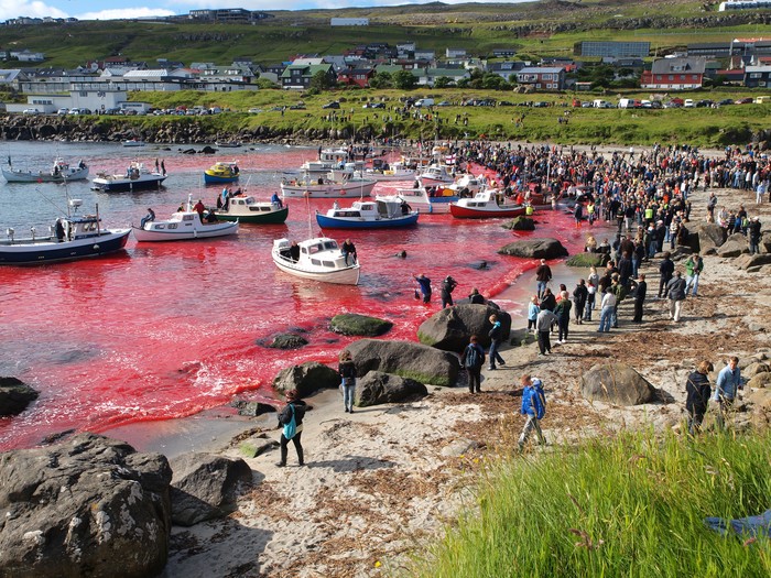 Whaling Kepualuan Faroe Tradisi Sembelih Ikan Paus