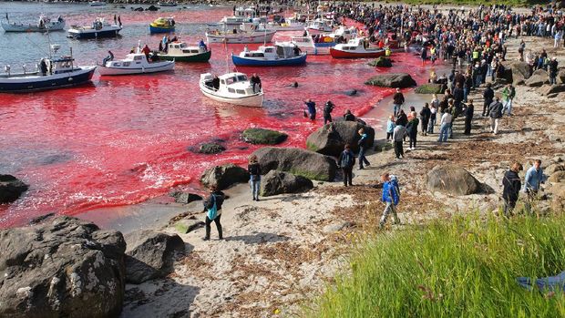 Whaling Kepualuan Faroe Tradisi Sembelih Ikan Paus