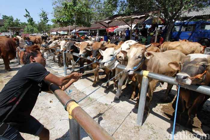 Di Tempat Ini Pedagang Sapi Solo Kumpul Jelang Idul Adha