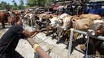 Di Tempat Ini Pedagang Sapi Solo Kumpul Jelang Idul Adha