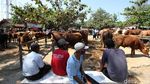 Di Tempat Ini Pedagang Sapi Solo Kumpul Jelang Idul Adha