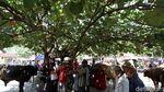 Di Tempat Ini Pedagang Sapi Solo Kumpul Jelang Idul Adha