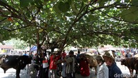 Guna menggerakkan roda ekonomi menjelang Idul Adha, Pemkab Sukoharjo kembali membuka pasar hewan itu tetap dalam pengawasan ketat dan protokol kesehatan dalam situas pandemi COVID-19 ini.