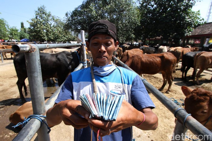 Di Tempat Ini Pedagang Sapi Solo Kumpul Jelang Idul Adha