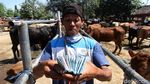 Di Tempat Ini Pedagang Sapi Solo Kumpul Jelang Idul Adha