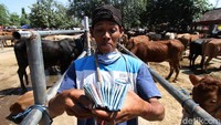 Kini para pedagang bisa tersenyum lebar karena bisa menjajakkan hewan dagangannya kembali jelang idul adha.