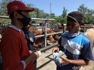 Di Tempat Ini Pedagang Sapi Solo Kumpul Jelang Idul Adha