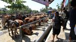 Di Tempat Ini Pedagang Sapi Solo Kumpul Jelang Idul Adha