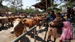Di Tempat Ini Pedagang Sapi Solo Kumpul Jelang Idul Adha