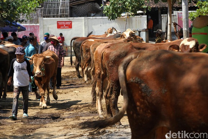 Di Tempat Ini Pedagang Sapi Solo Kumpul Jelang Idul Adha