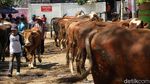 Di Tempat Ini Pedagang Sapi Solo Kumpul Jelang Idul Adha