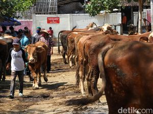 Pemprov Bengkulu Salurkan Sapi Kurban 826 Kg Milik Jokowi ke Kabupaten Lebong