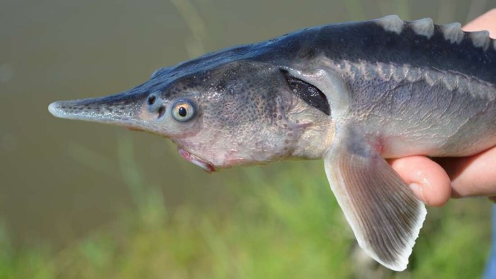 Ilmuwan Tak Sengaja Ciptakan Ikan Tongkol Bertampang Aneh