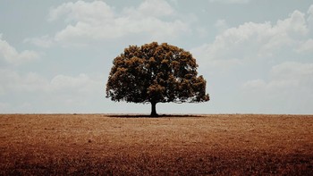 Kategori Trees dimenangkan oleh Glenn Homann dari Australia dengan karya berjudull Alone. Foto ini diambil di Queensland, Australia menggunakan iPhone 11 Pro. Foto: Glenn Homann/iPhone Photography Awards 2020