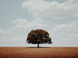 Karya Memukau Juara iPhone Photography Awards 2020