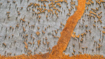 Tu Odnu dari China memuncaki kategori Abstract. Karya tanpa judulnya diambil menggunakan iPhone 7 Plus. Foto: Tu Odnu/iPhone Photography Awards 2020