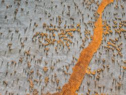 Karya Memukau Juara iPhone Photography Awards 2020