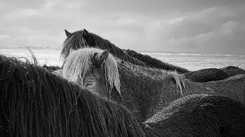 Horses in the storm karya Xiaojun Zhang dari China memenangkan kategori Animals. Foto ini diambil di Islandia menggunakan iPhone X. Foto: Xiaojun Zhang/iPhone Photography Awards 2020
