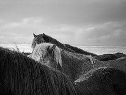 Karya Memukau Juara iPhone Photography Awards 2020