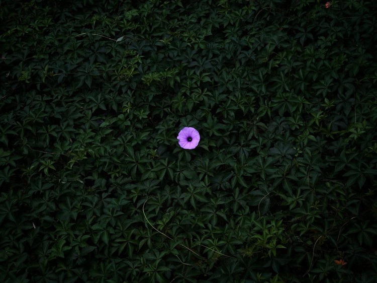 iPhone Photography Awards 2020
