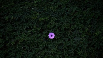 Karya Peiquan Li dari China memenangkan kategori Florals yang diambil menggunakan iPhone 8 Plus. Foto: Peiquan Li/iPhone Photography Awards 2020