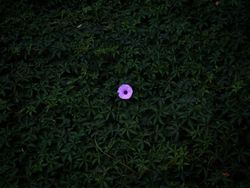 Karya Memukau Juara iPhone Photography Awards 2020