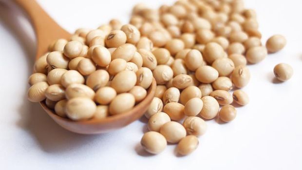 Kacang kedelai