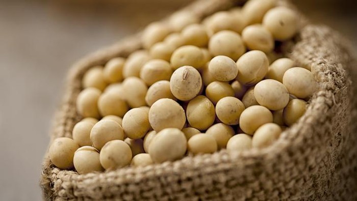 Kacang kedelai
