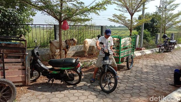 Ojek kambing di Pasar Ternak Gulang, Kudus