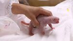 Potret Anak Panda Raksasa Pertama di Korea Selatan