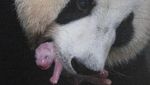 Potret Anak Panda Raksasa Pertama di Korea Selatan
