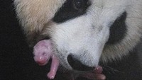 Pihak taman hiburan mengatakan kemungkinan akan membawa anak panda ini ke China tiga atau empat tahun mendatang. (Everland)