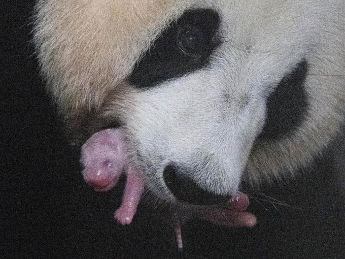 Panda pertama di Korea Selatan