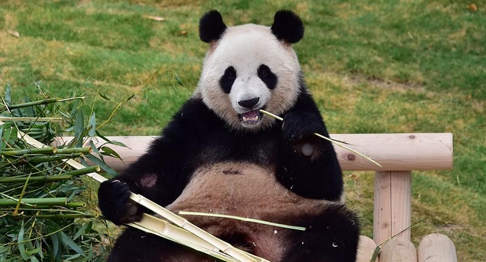 Panda pertama di Korea Selatan