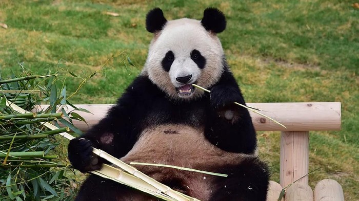Panda pertama di Korea Selatan