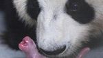 Potret Anak Panda Raksasa Pertama di Korea Selatan