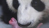 Taman Hiburan Everland mengumumkan kelahiran anak panda raksasa pertama di Korea Selatan. (Everland)