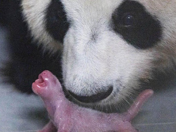 Taman Hiburan Everland mengumumkan kelahiran anak panda raksasa pertama di Korea Selatan. (Everland)