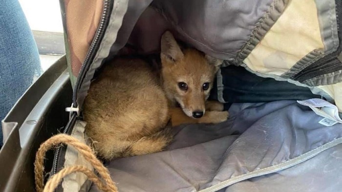 Penyelamatan anak anjing hutan